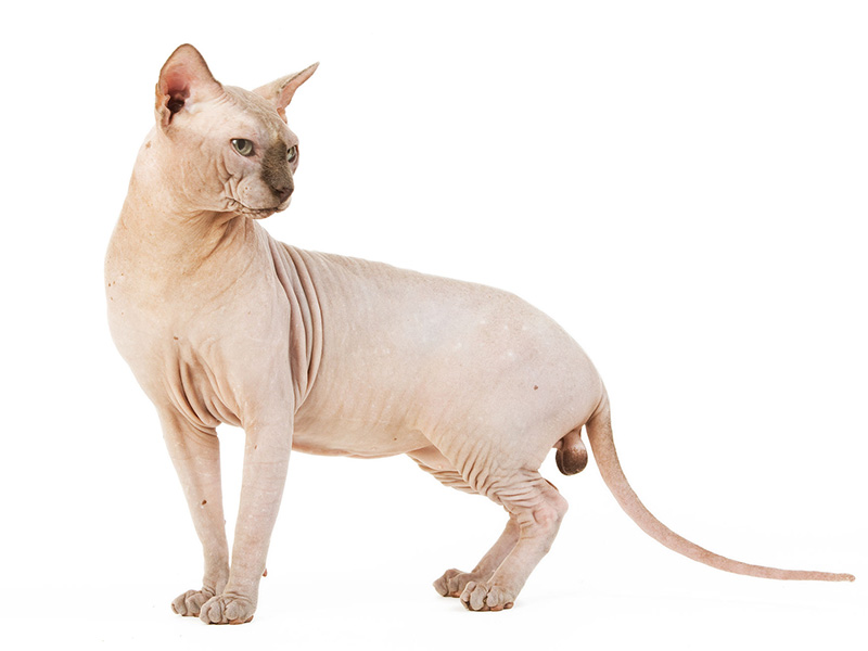 Sphynx
